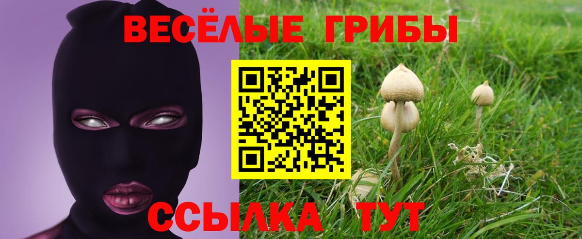 Псилоцибиновые грибы GOLDEN TEACHER  купить наркотики сайты  Тулун  Вход с VPN 